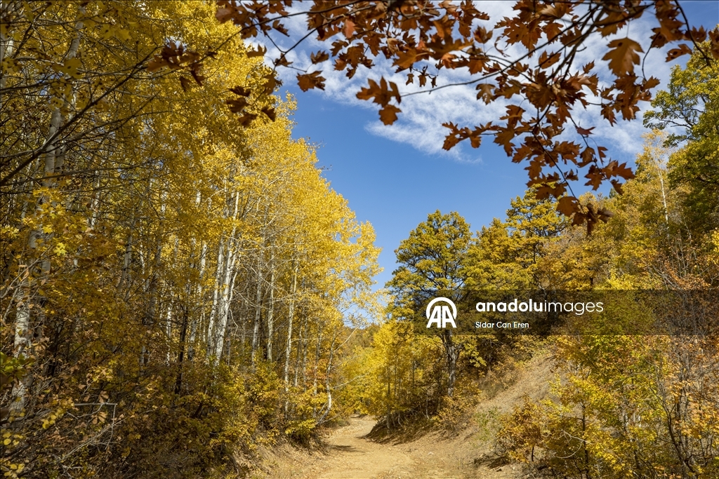 Tunceli'nin zirvelerindeki ormanlar güz renklerine büründü