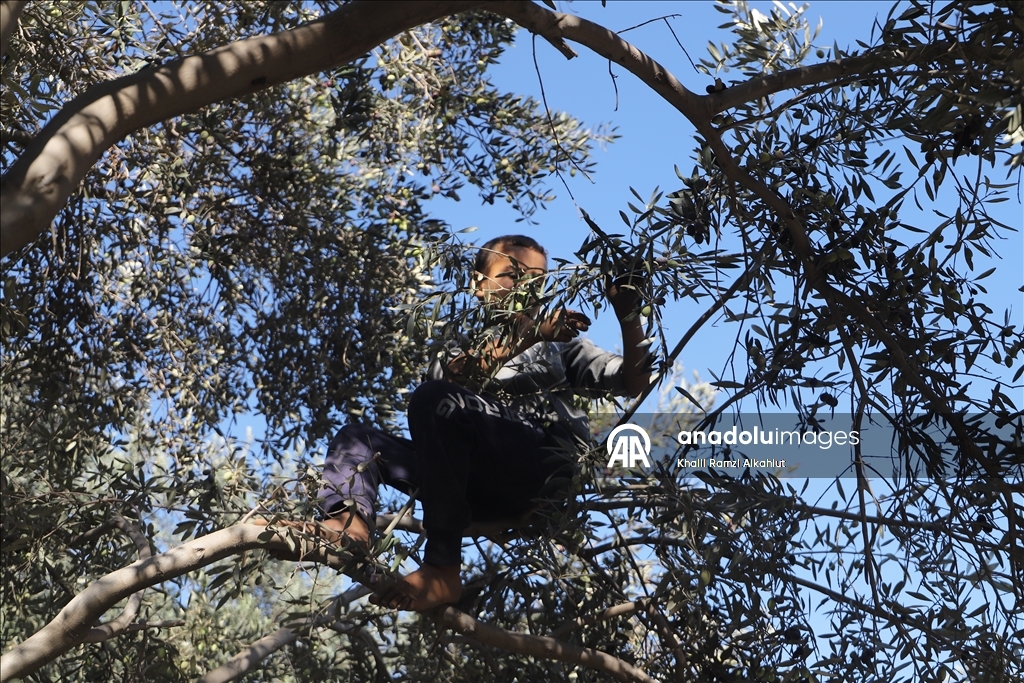 Gazze’de iki yıl aradan sonra ilk zeytin hasadı başladı
