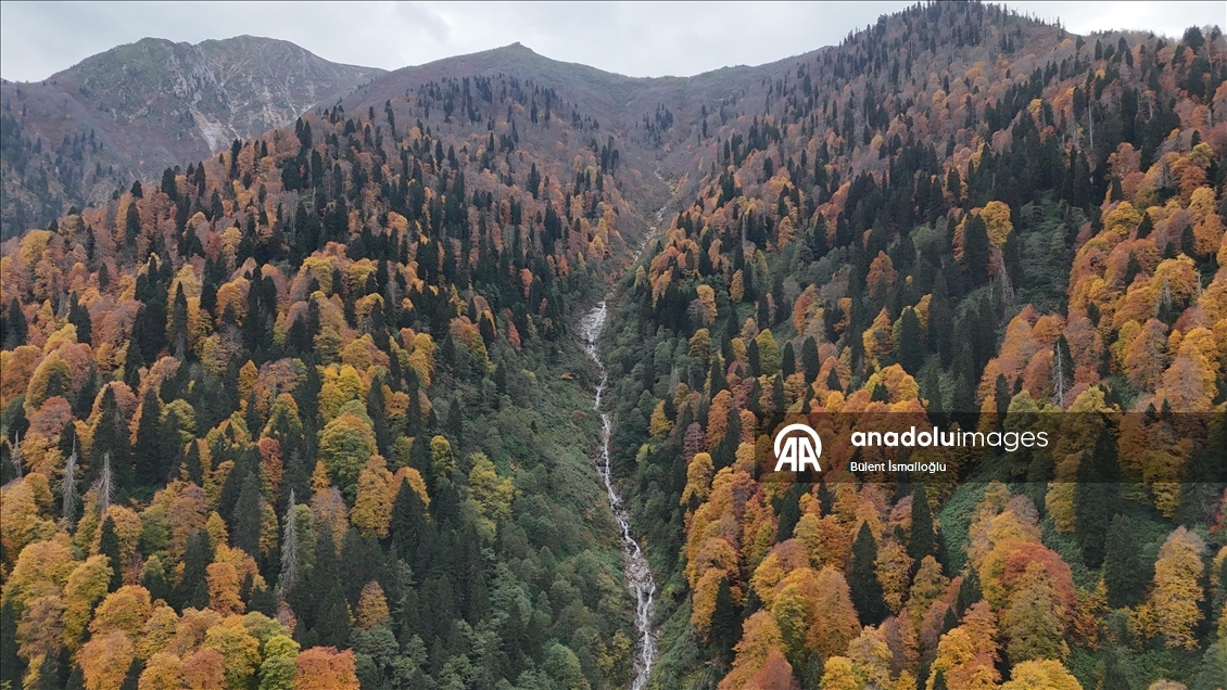 Rize'de Ayder Yaylası'nda sonbahar renkleri hakim oldu