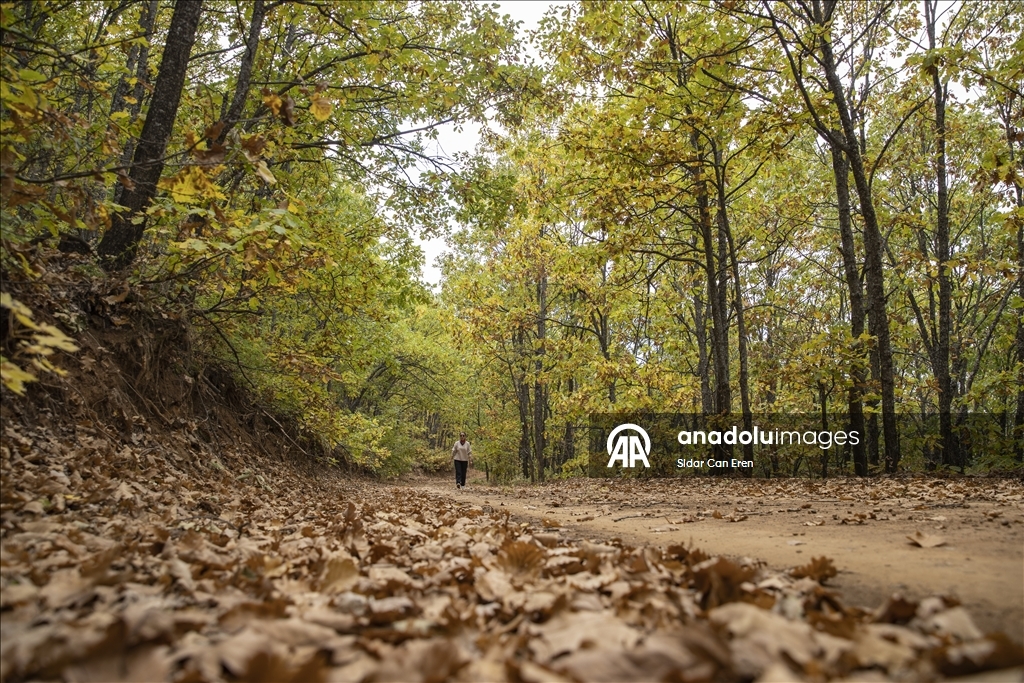 Tunceli'nin zirvelerindeki ormanlar güz renklerine büründü