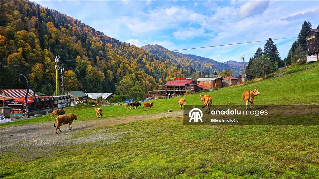 Rize'de Ayder Yaylası'nda sonbahar renkleri hakim oldu