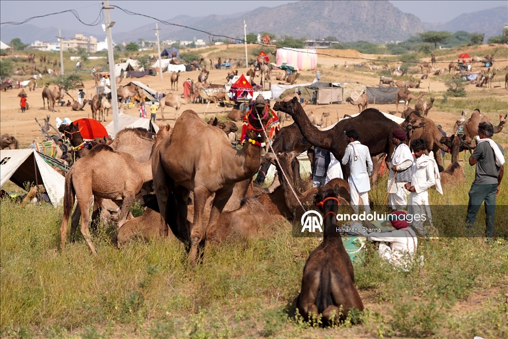 Hindistan'da geleneksel Pushkar Deve Festivali düzenlendi