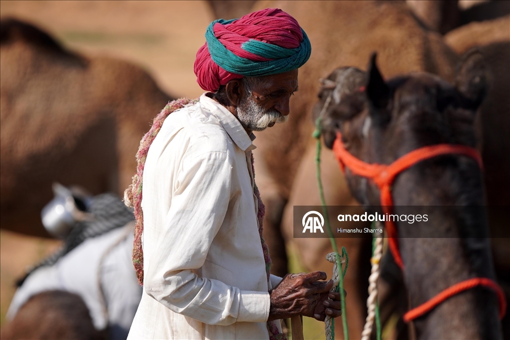 Hindistan'da geleneksel Pushkar Deve Festivali düzenlendi