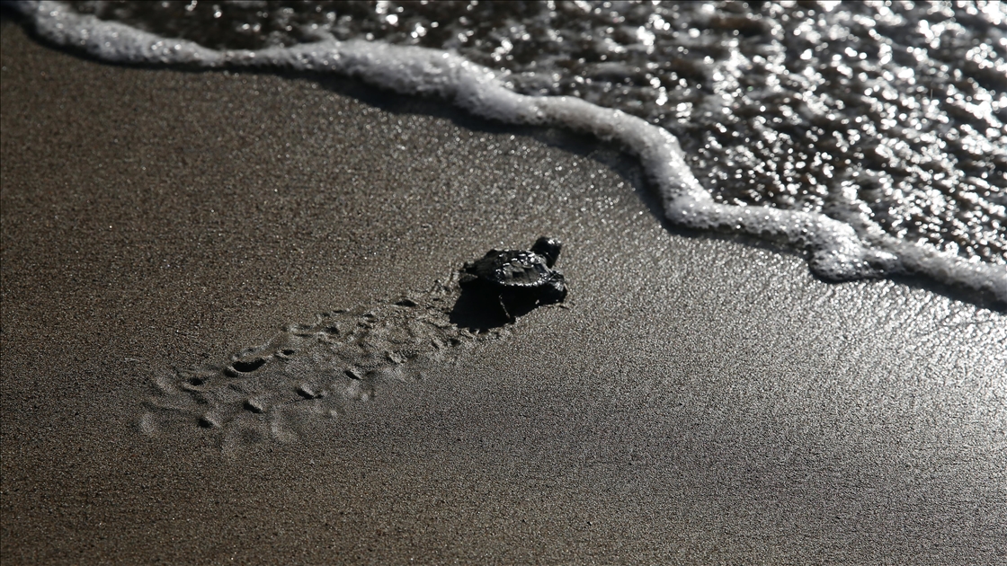Muğla'da tedavisi tamamlanan caretta carettalar denizle buluştu
