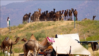 Hindistan'da geleneksel Pushkar Deve Festivali düzenlendi