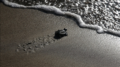 Muğla'da tedavisi tamamlanan caretta carettalar denizle buluştu