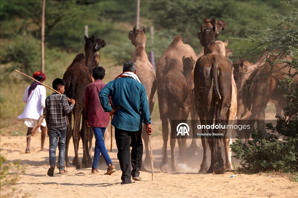 بوشكار السنوي بالهند.. أضخم معارض الماشية في العالم