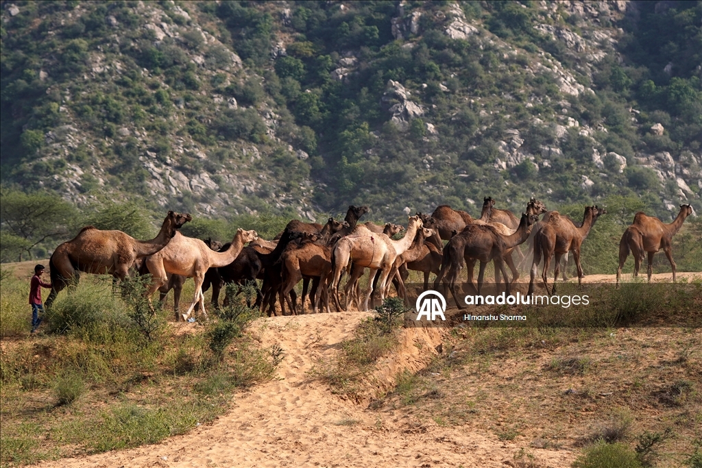 بوشكار السنوي بالهند.. أضخم معارض الماشية في العالم