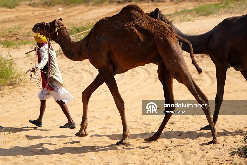 بوشكار السنوي بالهند.. أضخم معارض الماشية في العالم