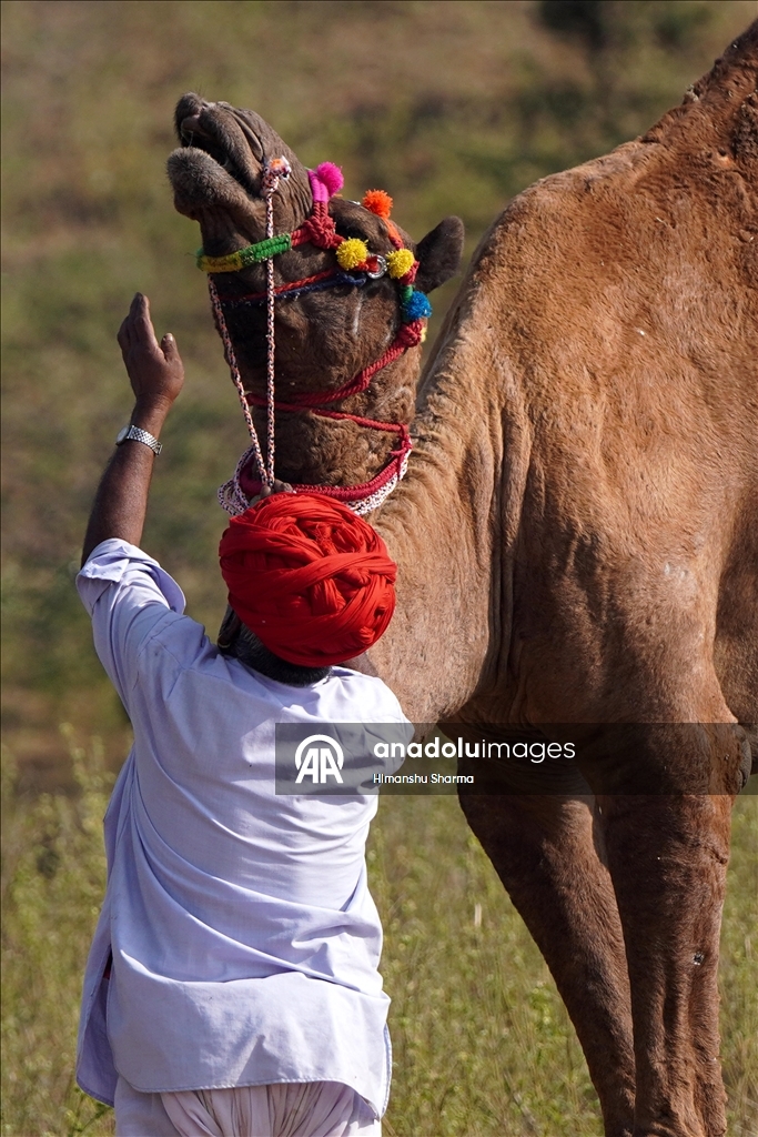 بوشكار السنوي بالهند.. أضخم معارض الماشية في العالم