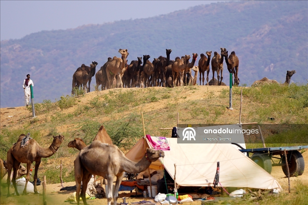 بوشكار السنوي بالهند.. أضخم معارض الماشية في العالم