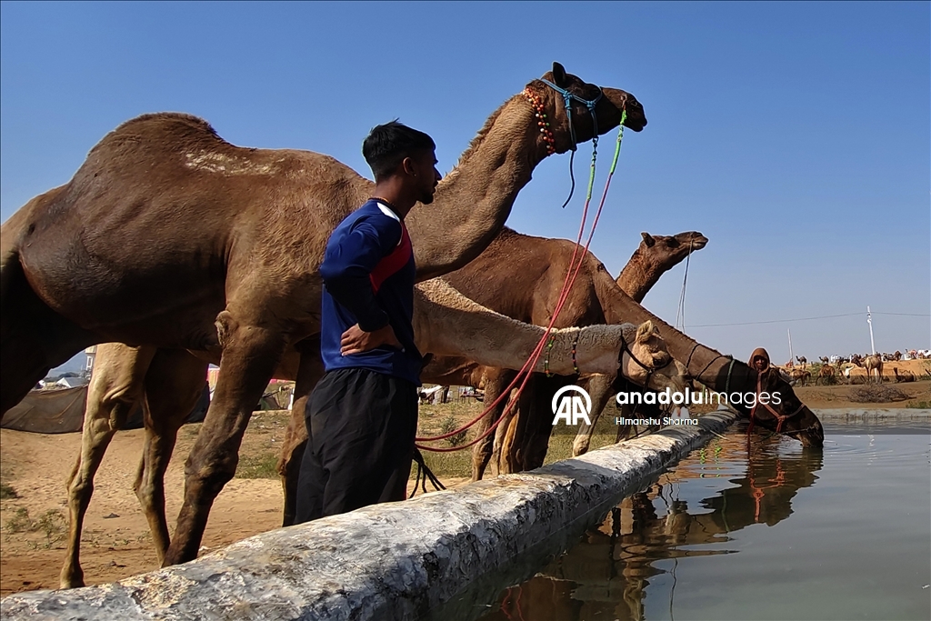 بوشكار السنوي بالهند.. أضخم معارض الماشية في العالم