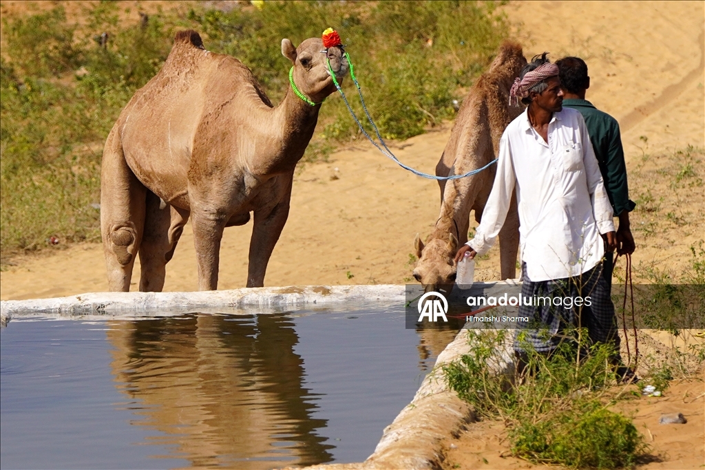 بوشكار السنوي بالهند.. أضخم معارض الماشية في العالم