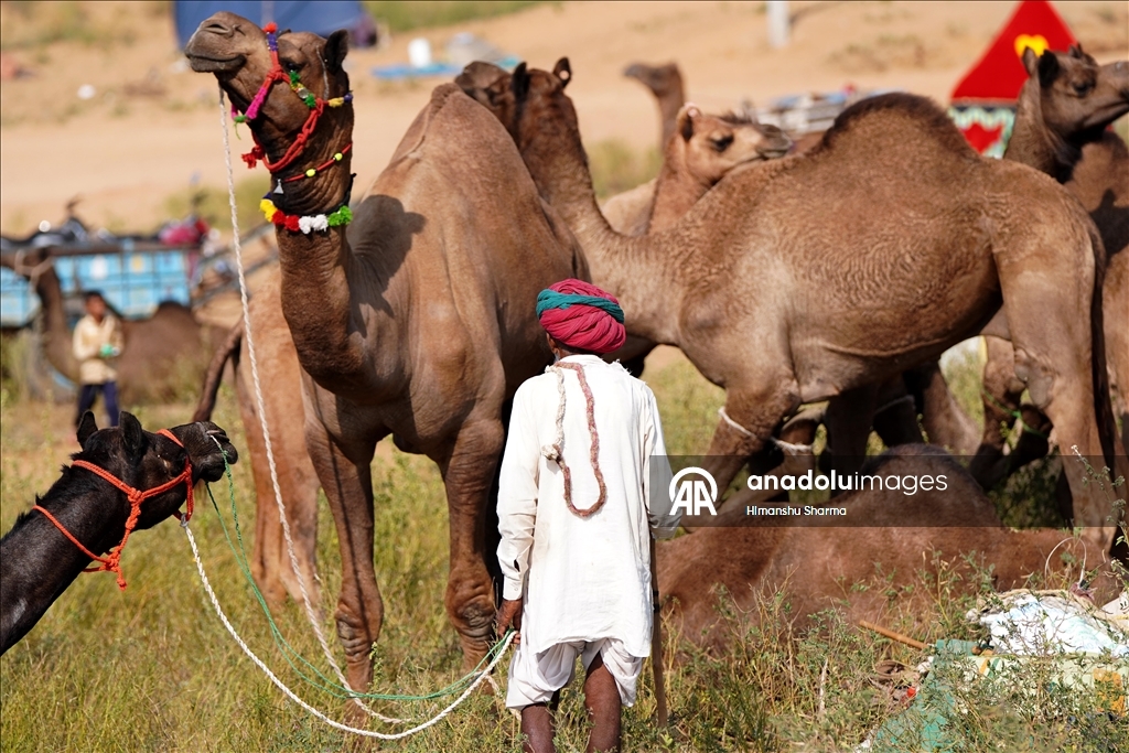 بوشكار السنوي بالهند.. أضخم معارض الماشية في العالم