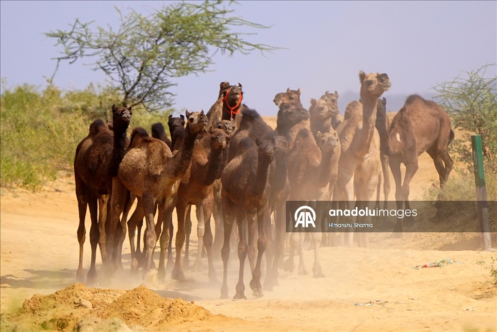بوشكار السنوي بالهند.. أضخم معارض الماشية في العالم