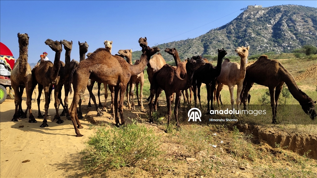 بوشكار السنوي بالهند.. أضخم معارض الماشية في العالم