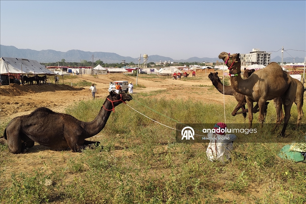 بوشكار السنوي بالهند.. أضخم معارض الماشية في العالم