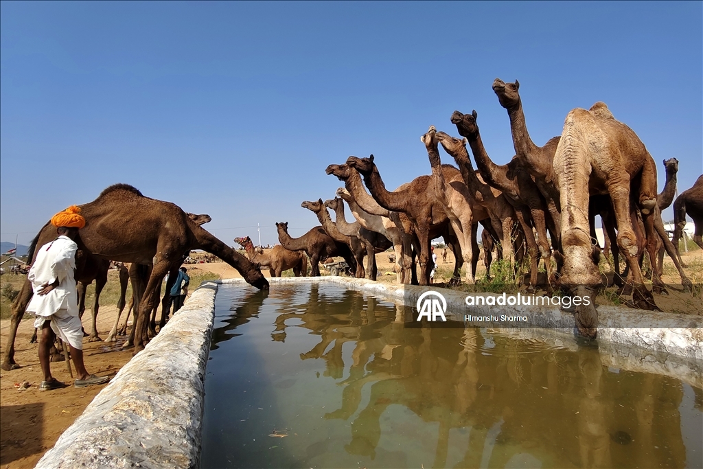 بوشكار السنوي بالهند.. أضخم معارض الماشية في العالم