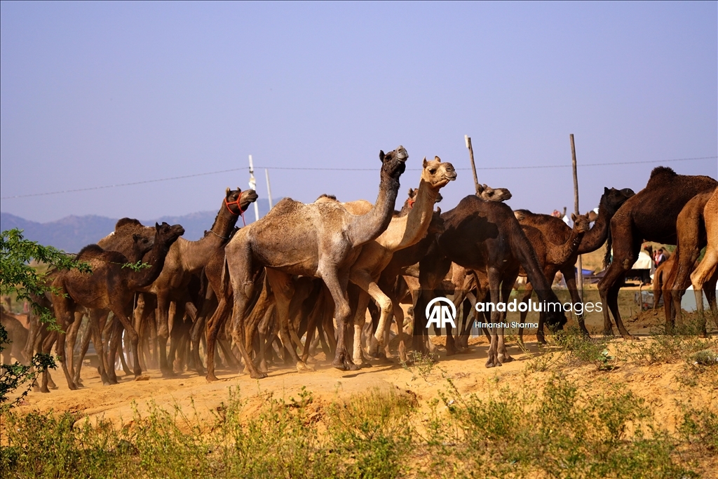 بوشكار السنوي بالهند.. أضخم معارض الماشية في العالم