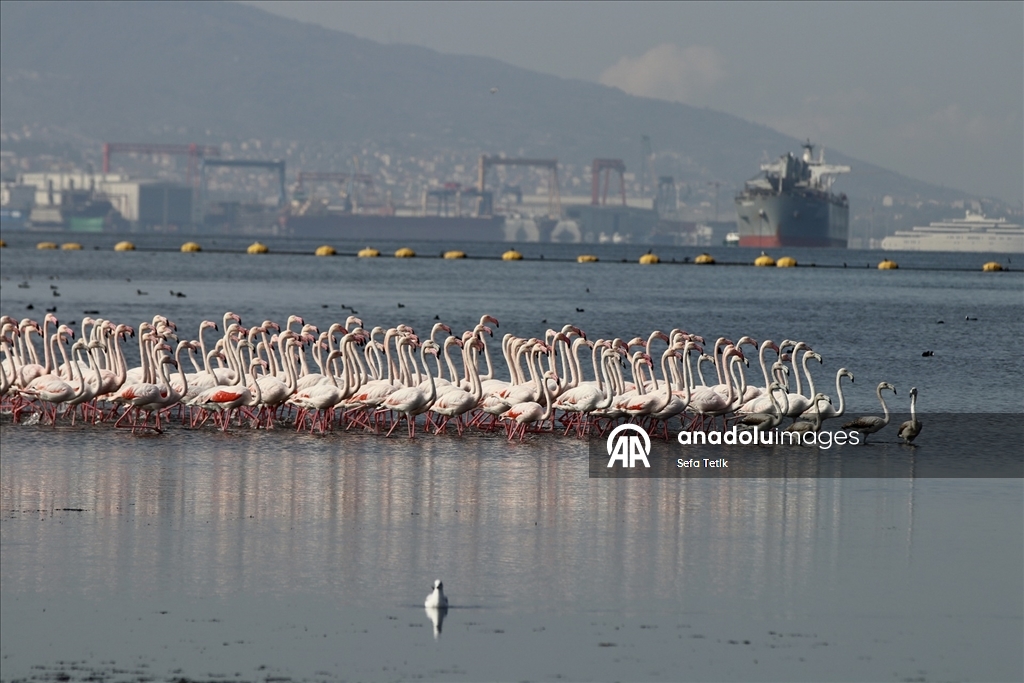 İzmit Körfezi'ndeki dip çamuru temizliği biyoçeşitliliği artırıyor