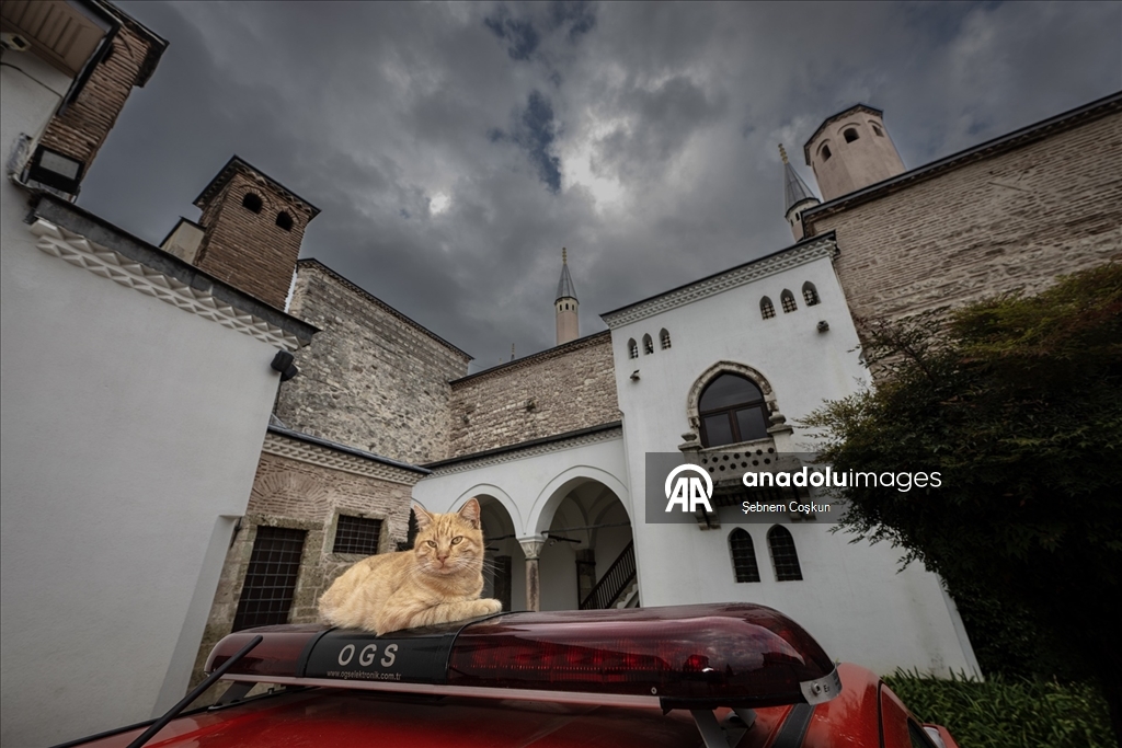 Topkapı Sarayı'nın kedi kapısı, Mülayim'in torunu "Şerbet"le yeniden hayat buldu