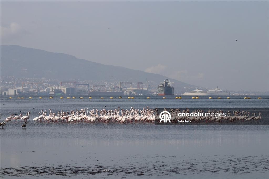 İzmit Körfezi'ndeki dip çamuru temizliği biyoçeşitliliği artırıyor
