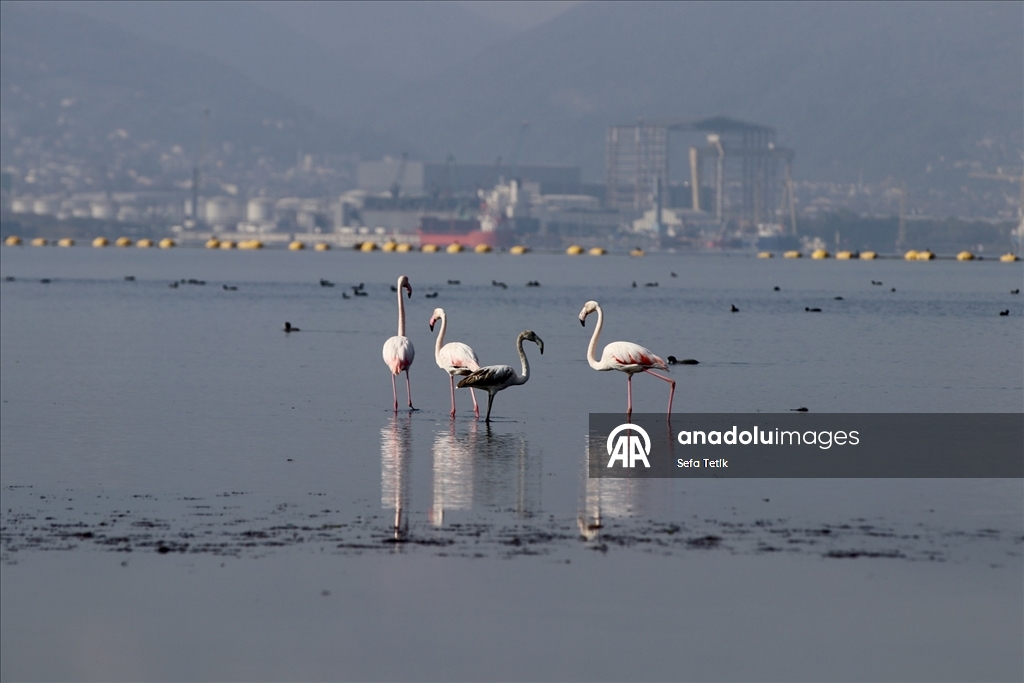İzmit Körfezi'ndeki dip çamuru temizliği biyoçeşitliliği artırıyor
