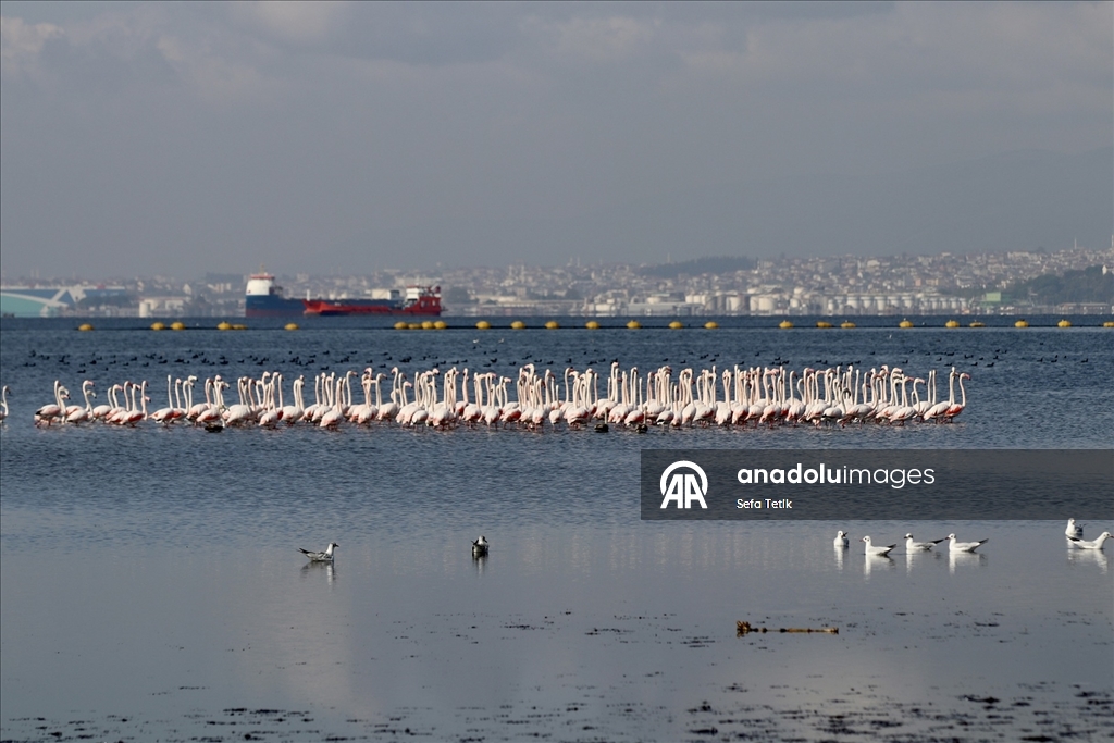 İzmit Körfezi'ndeki dip çamuru temizliği biyoçeşitliliği artırıyor