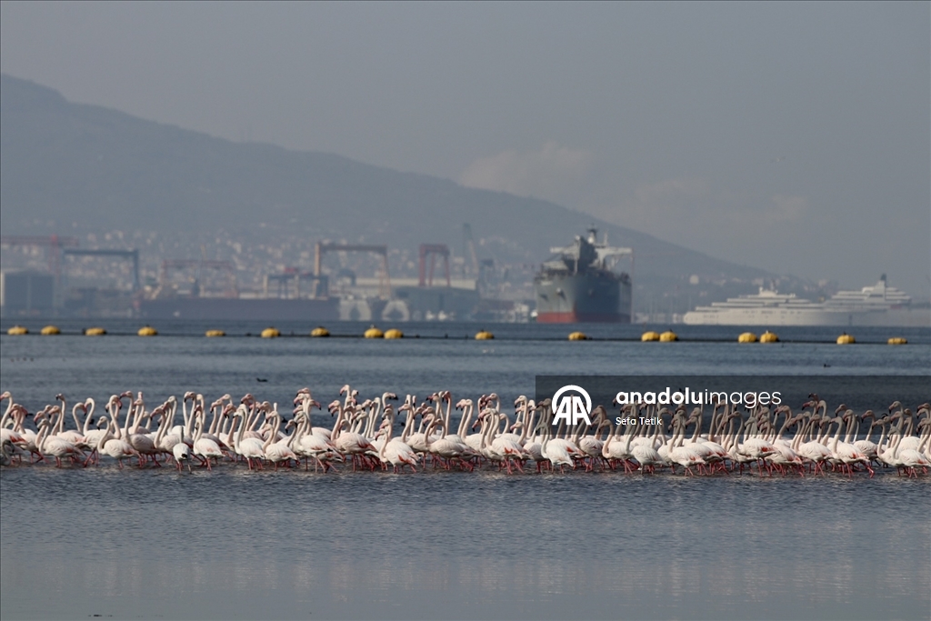 İzmit Körfezi'ndeki dip çamuru temizliği biyoçeşitliliği artırıyor