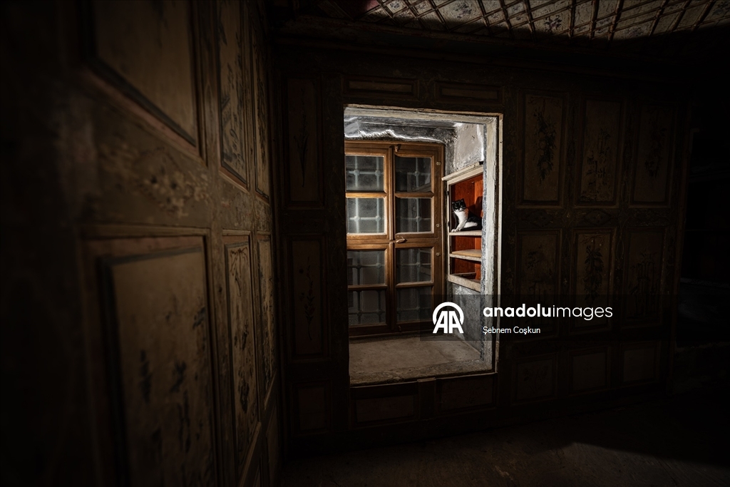 Topkapı Sarayı'nın kedi kapısı, Mülayim'in torunu "Şerbet"le yeniden hayat buldu