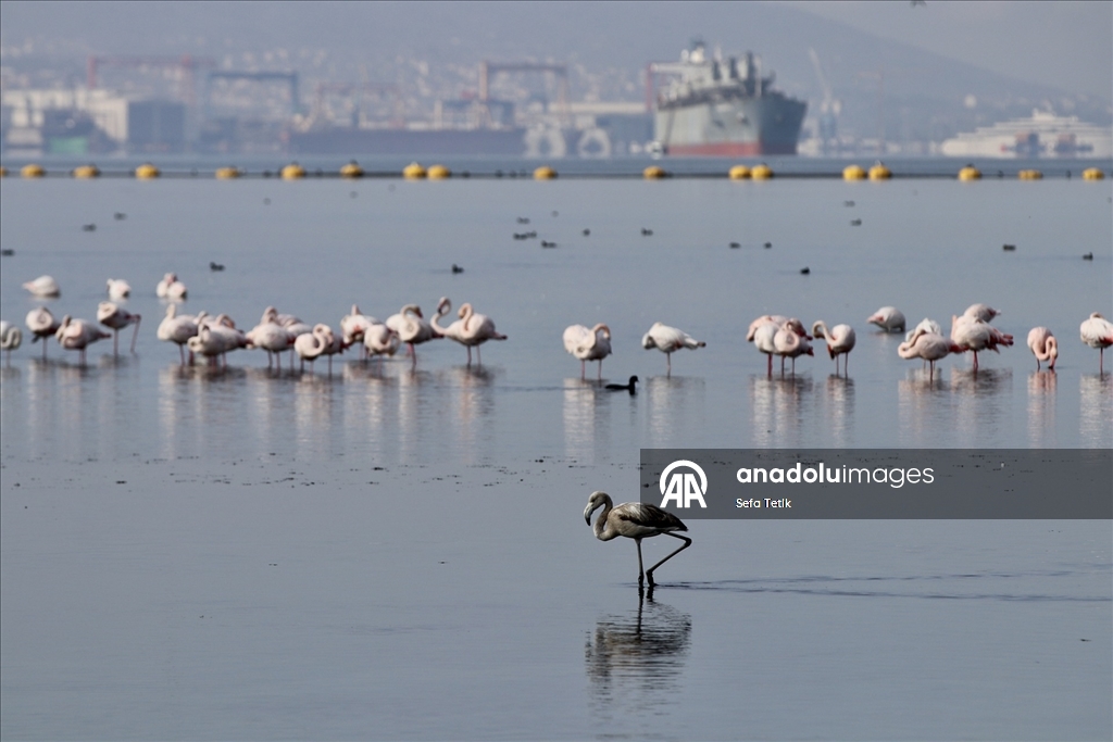 İzmit Körfezi'ndeki dip çamuru temizliği biyoçeşitliliği artırıyor