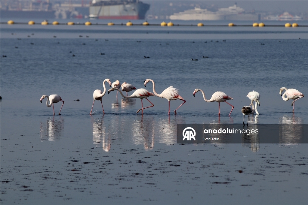 İzmit Körfezi'ndeki dip çamuru temizliği biyoçeşitliliği artırıyor