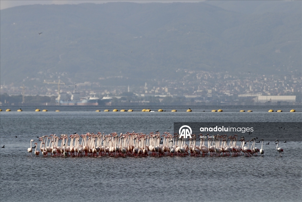 İzmit Körfezi'ndeki dip çamuru temizliği biyoçeşitliliği artırıyor