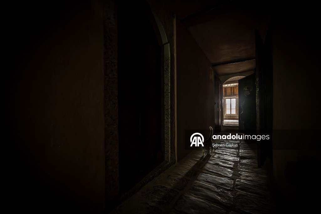 Topkapı Sarayı'nın kedi kapısı, Mülayim'in torunu "Şerbet"le yeniden hayat buldu