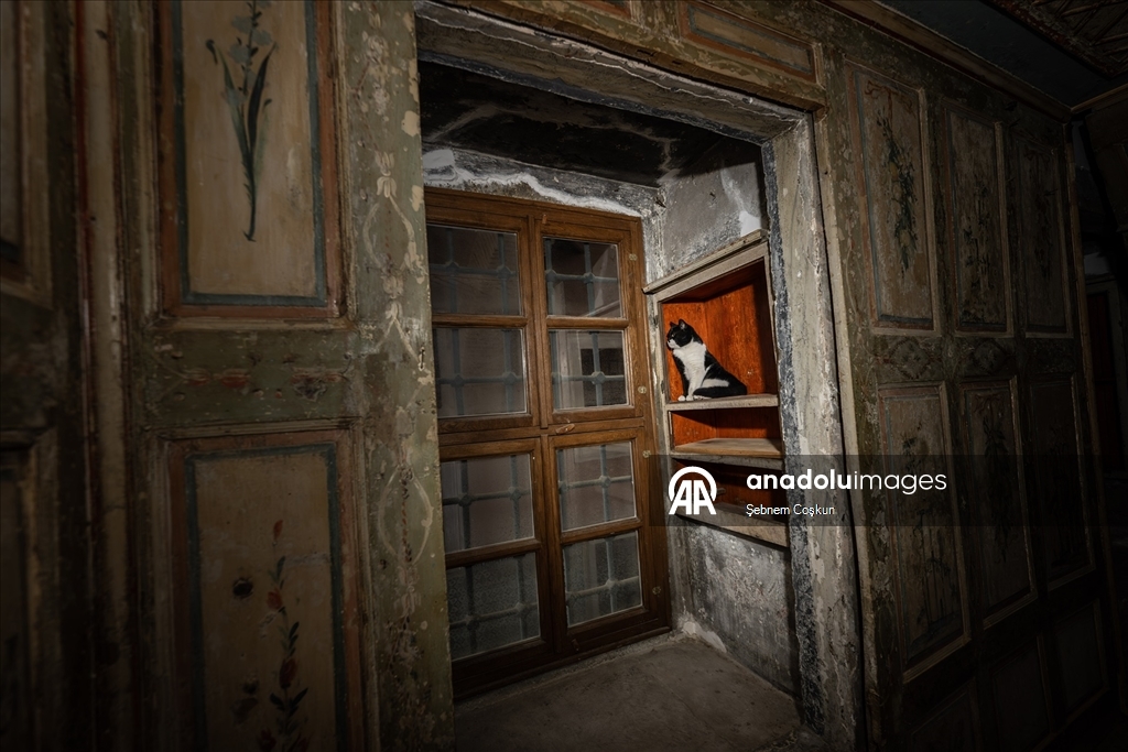 Topkapı Sarayı'nın kedi kapısı, Mülayim'in torunu "Şerbet"le yeniden hayat buldu