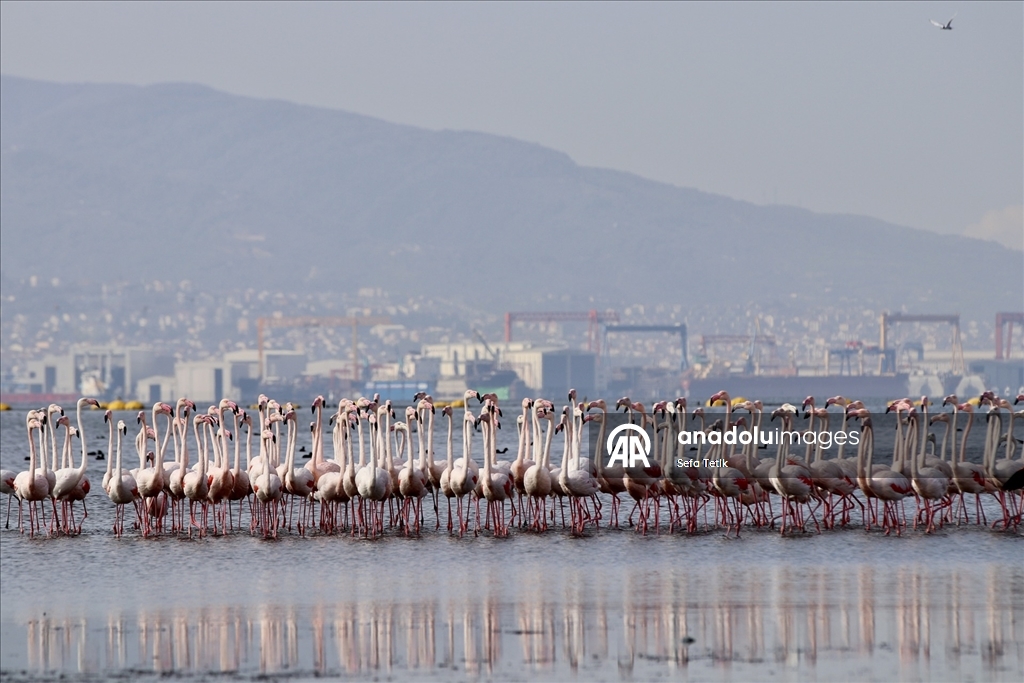 İzmit Körfezi'ndeki dip çamuru temizliği biyoçeşitliliği artırıyor