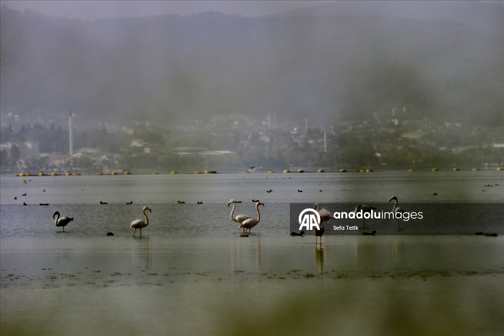 İzmit Körfezi'ndeki dip çamuru temizliği biyoçeşitliliği artırıyor