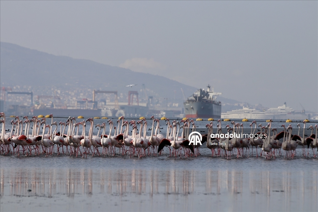 İzmit Körfezi'ndeki dip çamuru temizliği biyoçeşitliliği artırıyor