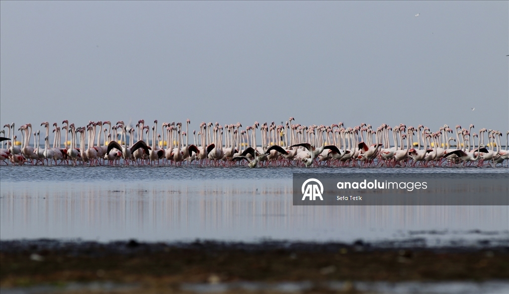 İzmit Körfezi'ndeki dip çamuru temizliği biyoçeşitliliği artırıyor