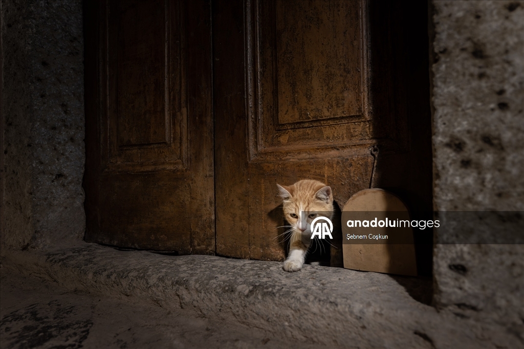 Topkapı Sarayı'nın kedi kapısı, Mülayim'in torunu "Şerbet"le yeniden hayat buldu