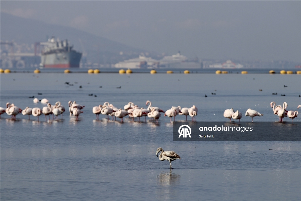 İzmit Körfezi'ndeki dip çamuru temizliği biyoçeşitliliği artırıyor
