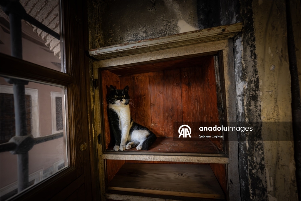 Topkapı Sarayı'nın kedi kapısı, Mülayim'in torunu "Şerbet"le yeniden hayat buldu