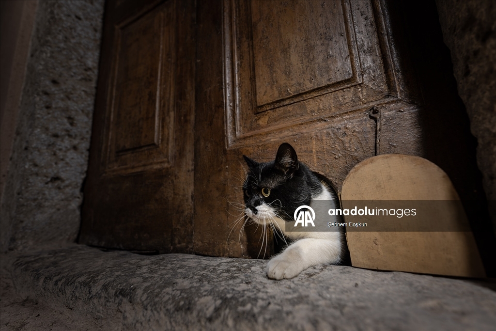 Topkapı Sarayı'nın kedi kapısı, Mülayim'in torunu "Şerbet"le yeniden hayat buldu