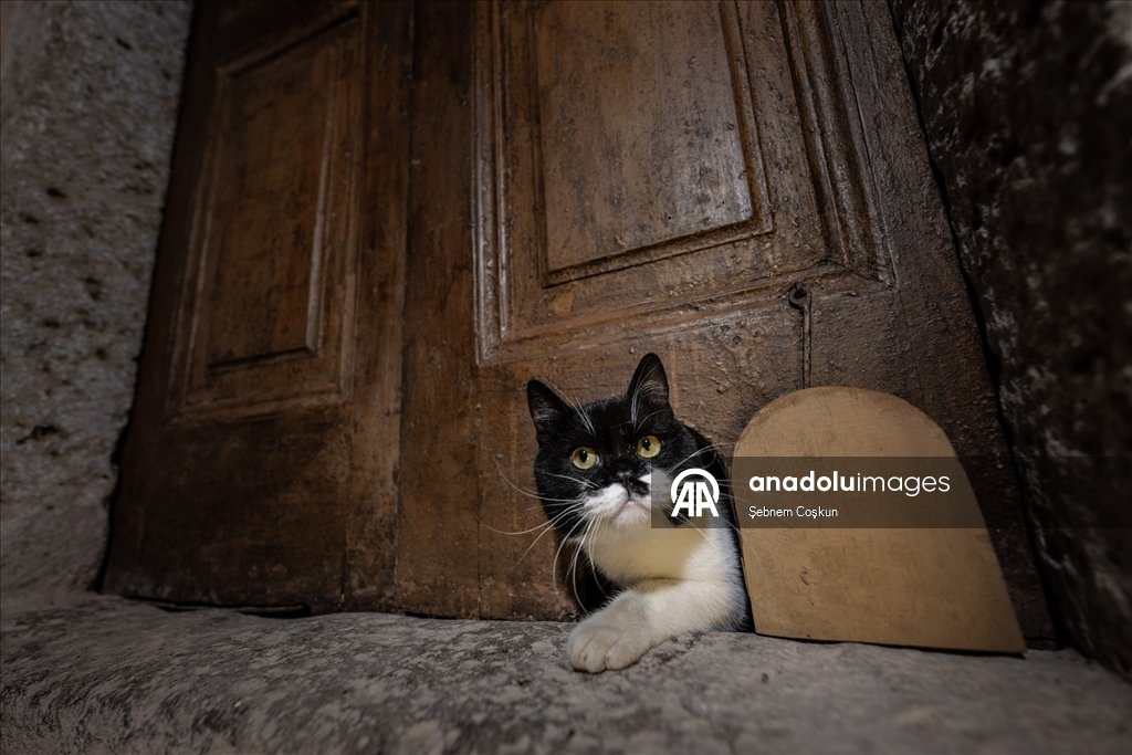 Topkapı Sarayı'nın kedi kapısı, Mülayim'in torunu "Şerbet"le yeniden hayat buldu