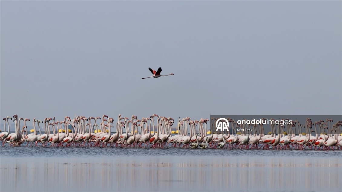 İzmit Körfezi'ndeki dip çamuru temizliği biyoçeşitliliği artırıyor