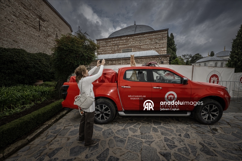 Topkapı Sarayı'nın kedi kapısı, Mülayim'in torunu "Şerbet"le yeniden hayat buldu