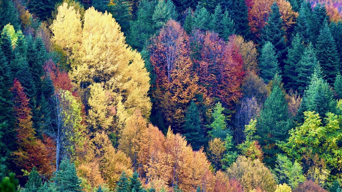 Düzce'nin Odayeri Yaylası ve Torkul Göleti, ziyaretçilerini sonbaharın renkleriyle ağırlıyor