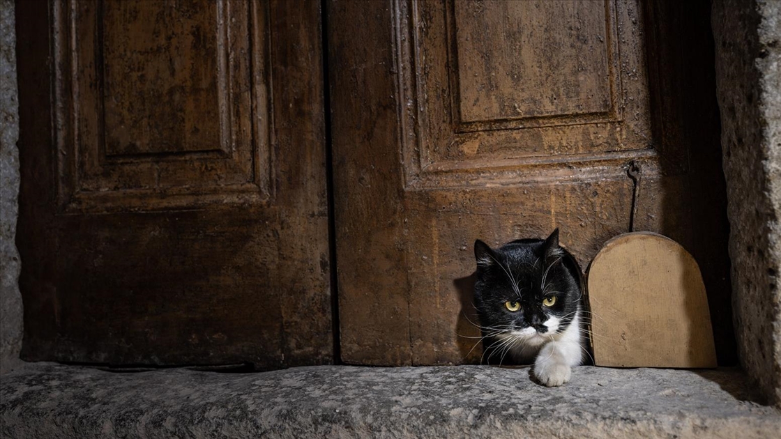 Topkapı Sarayı'nın kedi kapısı, Mülayim'in torunu "Şerbet"le yeniden hayat buldu