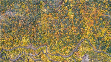 Ilgaz Dağı'nda sonbahar tüm renkleriyle yaşanıyor