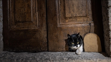 Topkapı Sarayı'nın kedi kapısı, Mülayim'in torunu "Şerbet"le yeniden hayat buldu